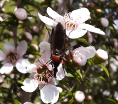 Dilophus nigrostigma