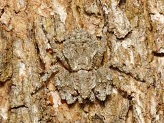 Stephanopis altifrons