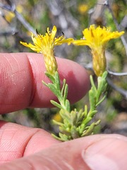 Oedera sedifolia