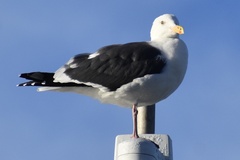 Larus occidentalis