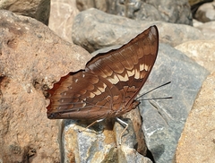 Charaxes