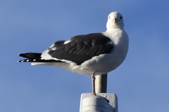 Larus occidentalis