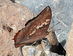 Charaxes