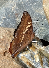 Charaxes