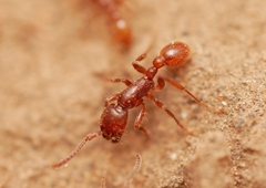 Neivamyrmex nigrescens