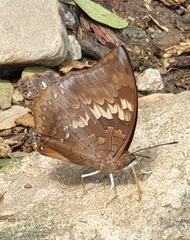 Charaxes