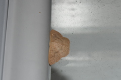 Cyclophora obstataria