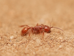 Neivamyrmex nigrescens