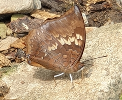 Charaxes