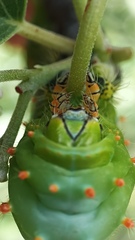 Rothschildia cinctus