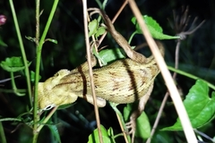 Calotes versicolor