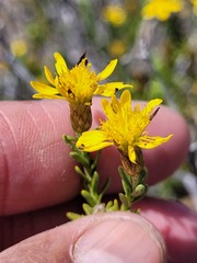 Oedera sedifolia