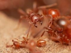 Neivamyrmex nigrescens