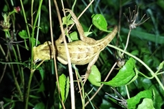 Calotes versicolor