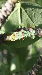 Rothschildia cinctus
