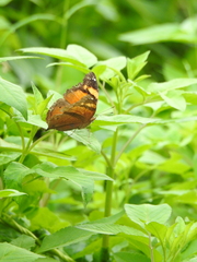 Doleschallia bisaltide