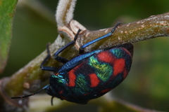 Tectocoris diophthalmus
