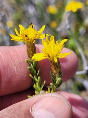 Oedera sedifolia