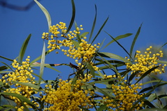 Acacia macradenia
