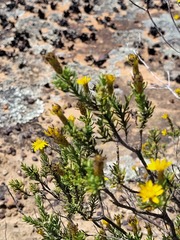 Oedera sedifolia