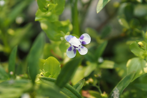 Lindernia rotundifolia