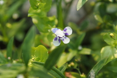 Lindernia rotundifolia