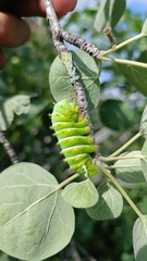 Rothschildia cinctus