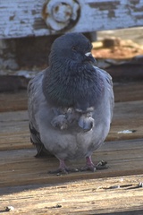 Columba livia domestica