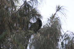 Centropus phasianinus