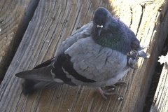 Columba livia domestica