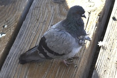 Columba livia domestica