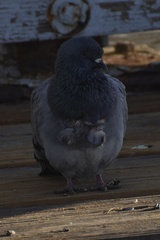 Columba livia domestica