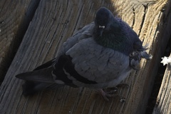 Columba livia domestica