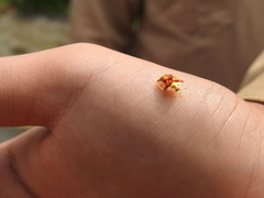 Aspidimorpha sanctaecrucis