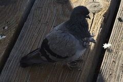 Columba livia domestica