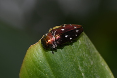 Diphucrania