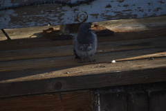Columba livia domestica