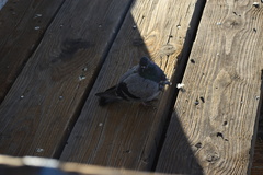Columba livia domestica