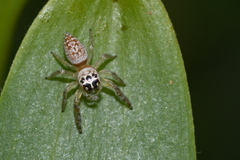 Opisthoncus polyphemus