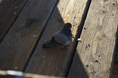 Columba livia domestica