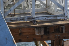 Columba livia domestica