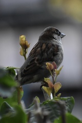 Passer domesticus