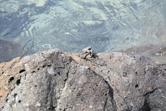 Grapsus