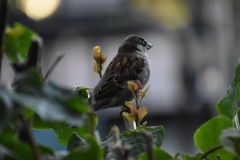 Passer domesticus