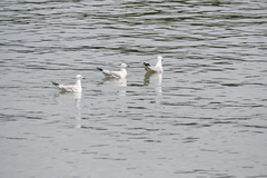 Chroicocephalus novaehollandiae novaehollandiae