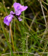 Utricularia beaugleholei