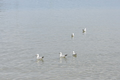 Chroicocephalus novaehollandiae novaehollandiae