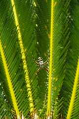Argiope argentata