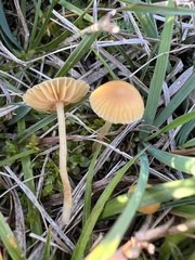 Galerina graminea