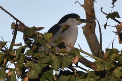 Nycticorax nycticorax